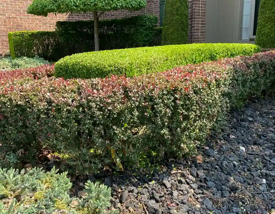 Professional Landscaping Services Professional Landscaping Services