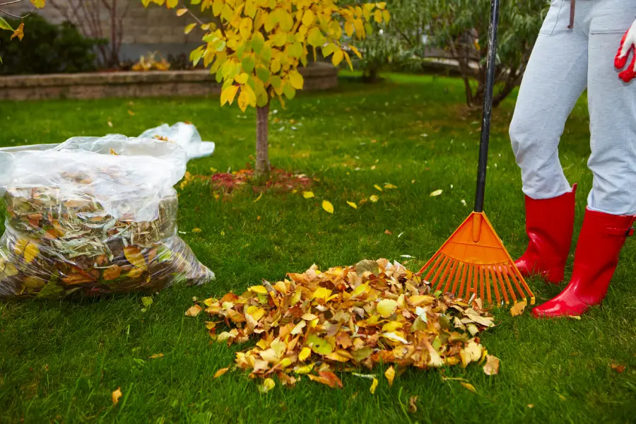 Expert Yard Cleanup Detroit, MI Expert Yard Cleanup Detroit, MI